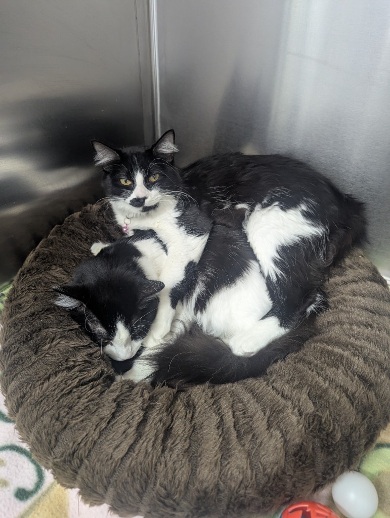 Big Spot / Little Spot