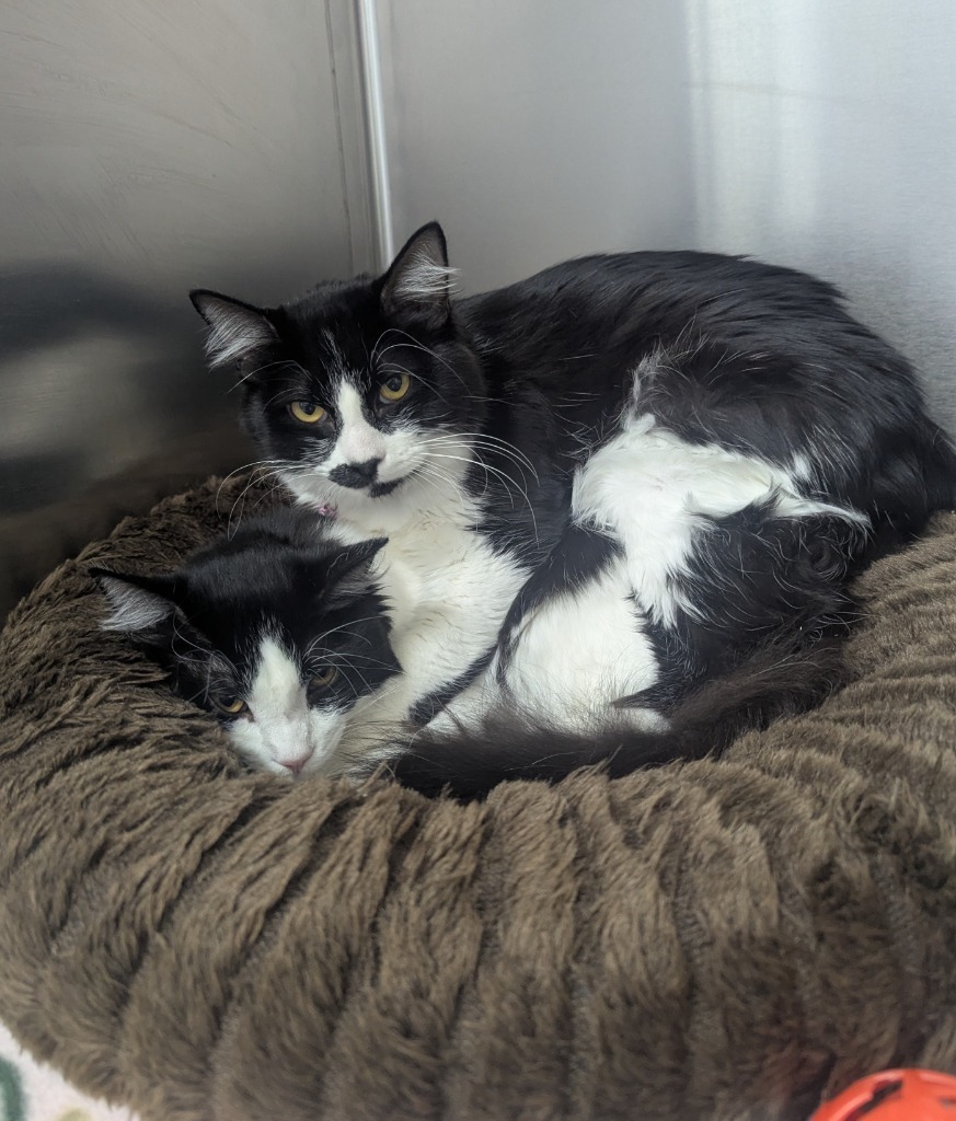 Big Spot / Little Spot