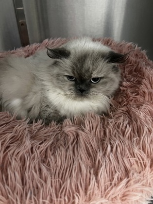 Musky, an adoptable Himalayan, Domestic Short Hair in Simcoe, ON, N3Y 4L1 | Photo Image 1