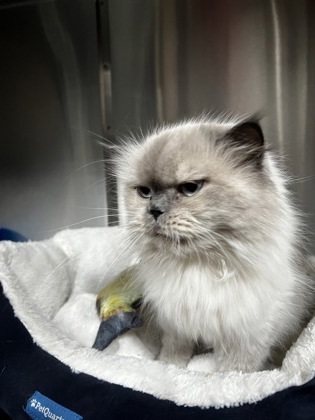Musky, an adoptable Himalayan, Domestic Short Hair in Simcoe, ON, N3Y 4L1 | Photo Image 2