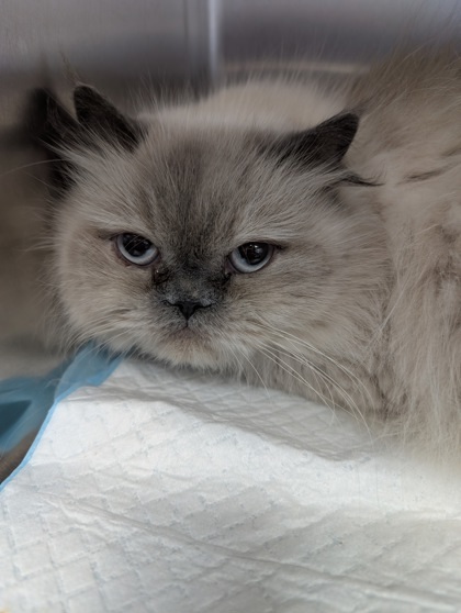 Musky, an adoptable Himalayan, Domestic Short Hair in Simcoe, ON, N3Y 4L1 | Photo Image 3