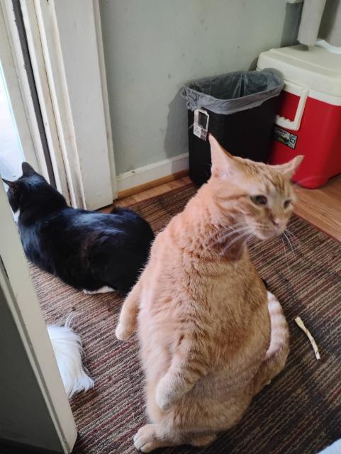 Pumpkin Pie thumbnail 2