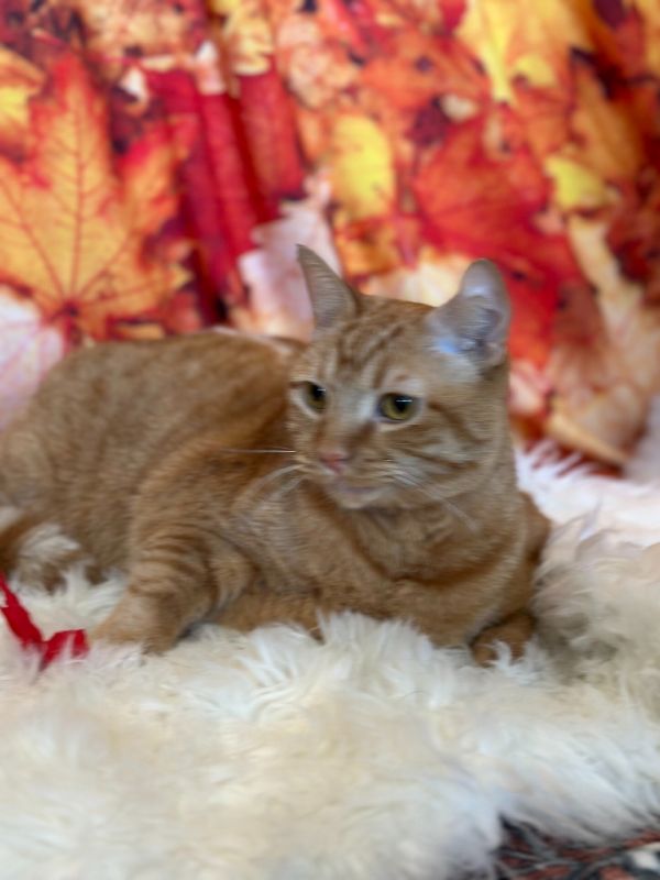 Pumpkin Pie thumbnail 5