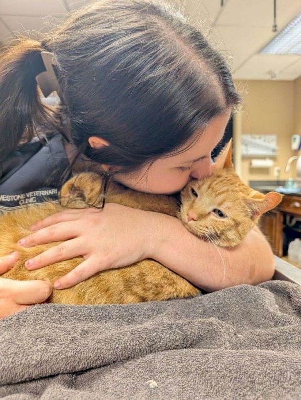 Pumpkin Pie thumbnail 6