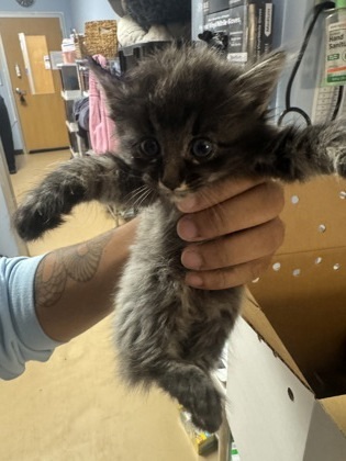 Pumpkin Puree [Foster]