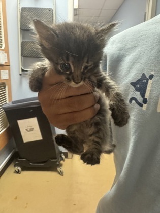 Pumpkin Spice [Foster]