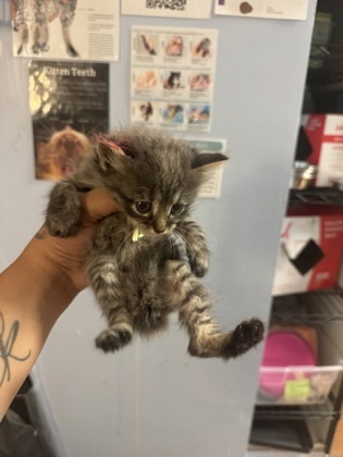 Pumpkin Patch [Foster]