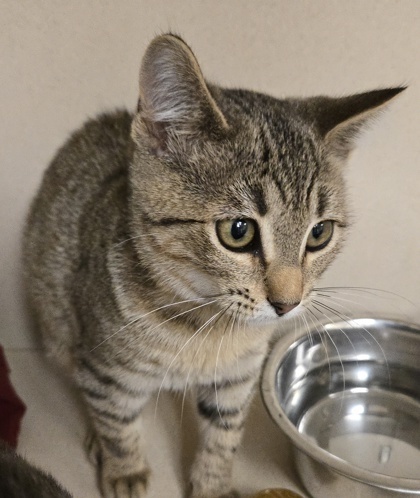 Saint - I am at Petsmart Northborough