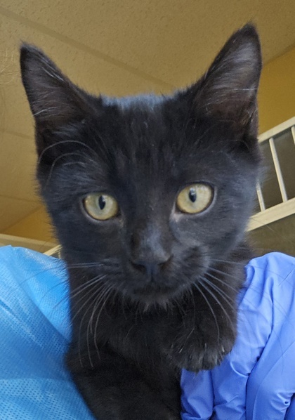 Diablo - I am at Petsmart Northborough