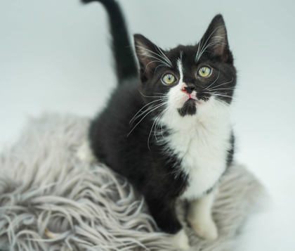 Cider (blk freckle on nose)