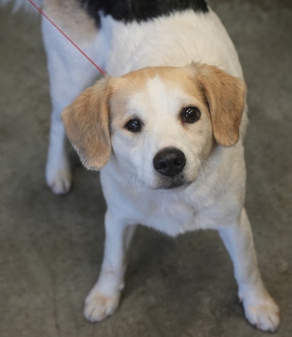 Lassie-Reese EOD 11/6