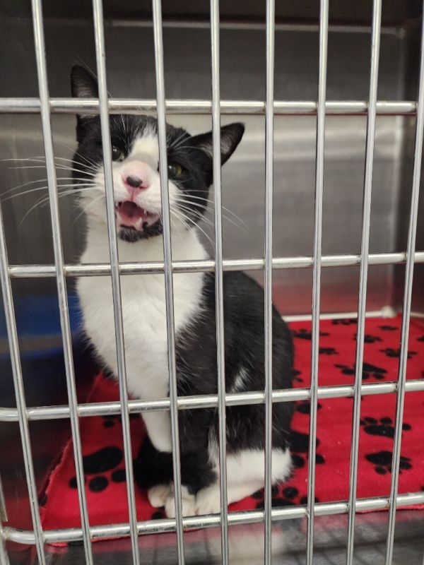 Chatty Catty thumbnail 2