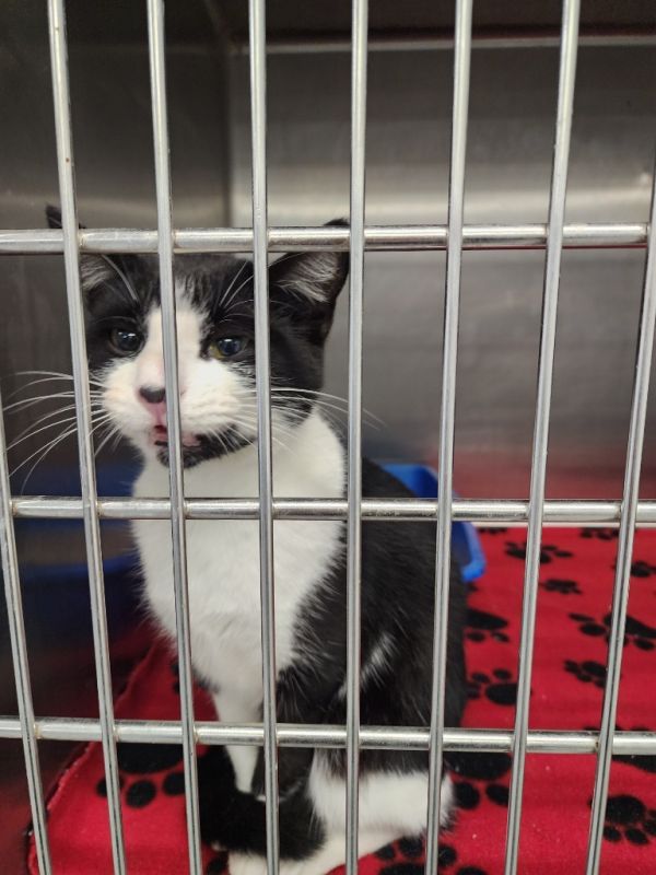 Chatty Catty thumbnail 3