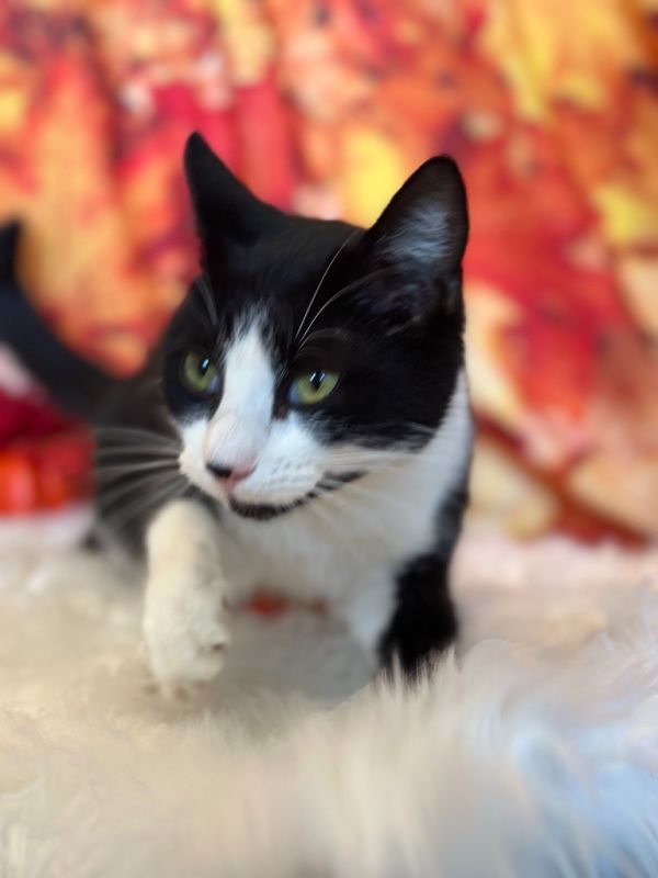 Chatty Catty thumbnail 4