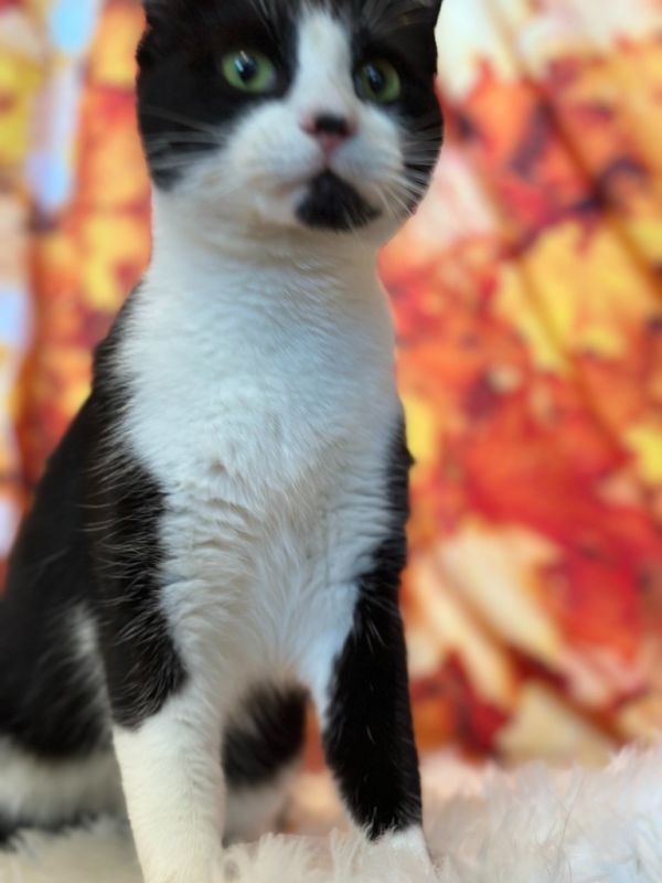 Chatty Catty thumbnail 5