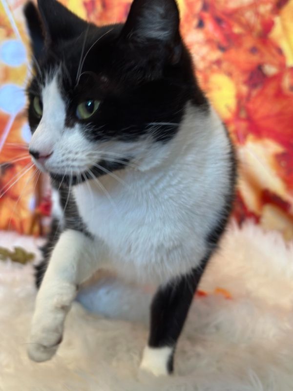 Chatty Catty thumbnail 6