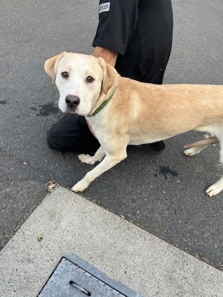 Goldeneye thumbnail 2