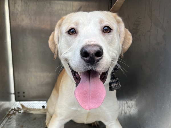 Goldeneye thumbnail 3