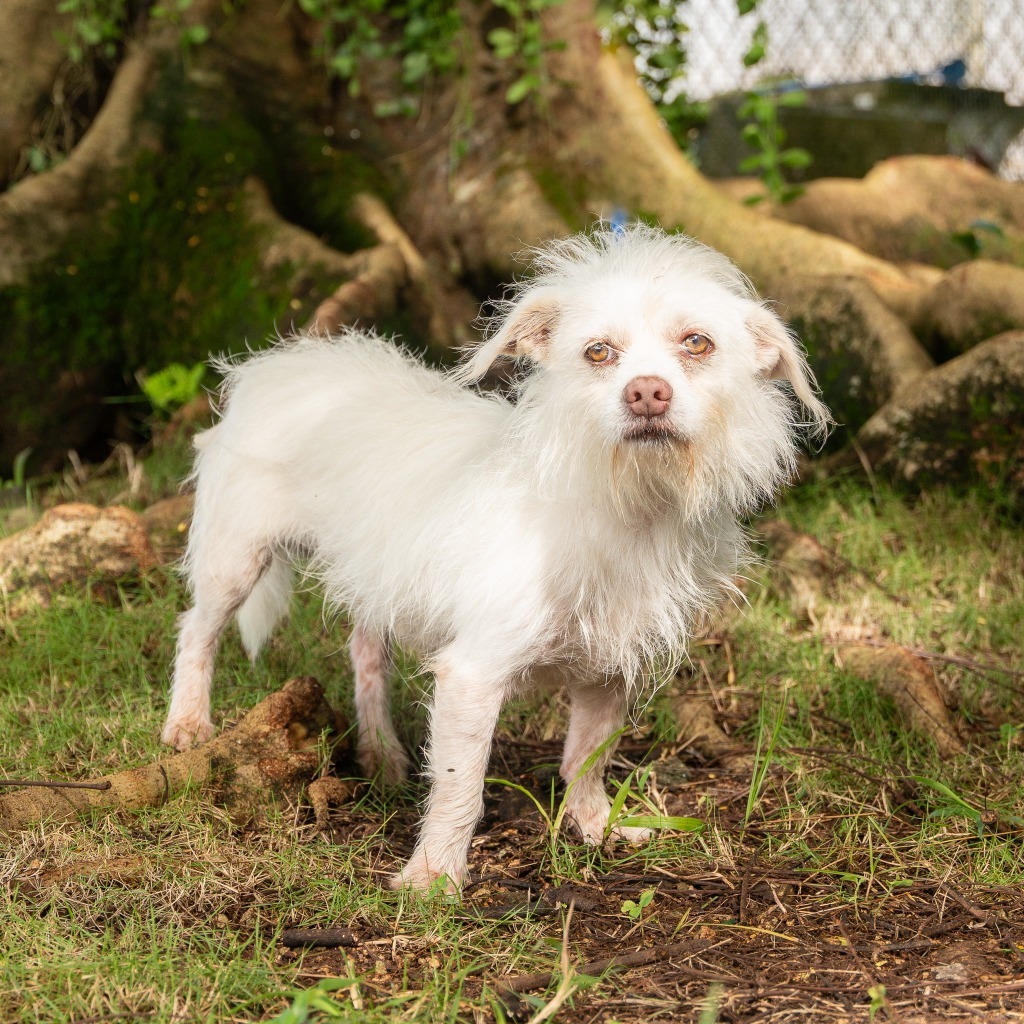 Casper, an adoptable Affenpinscher in Mangilao, GU, 96923 | Photo Image 1