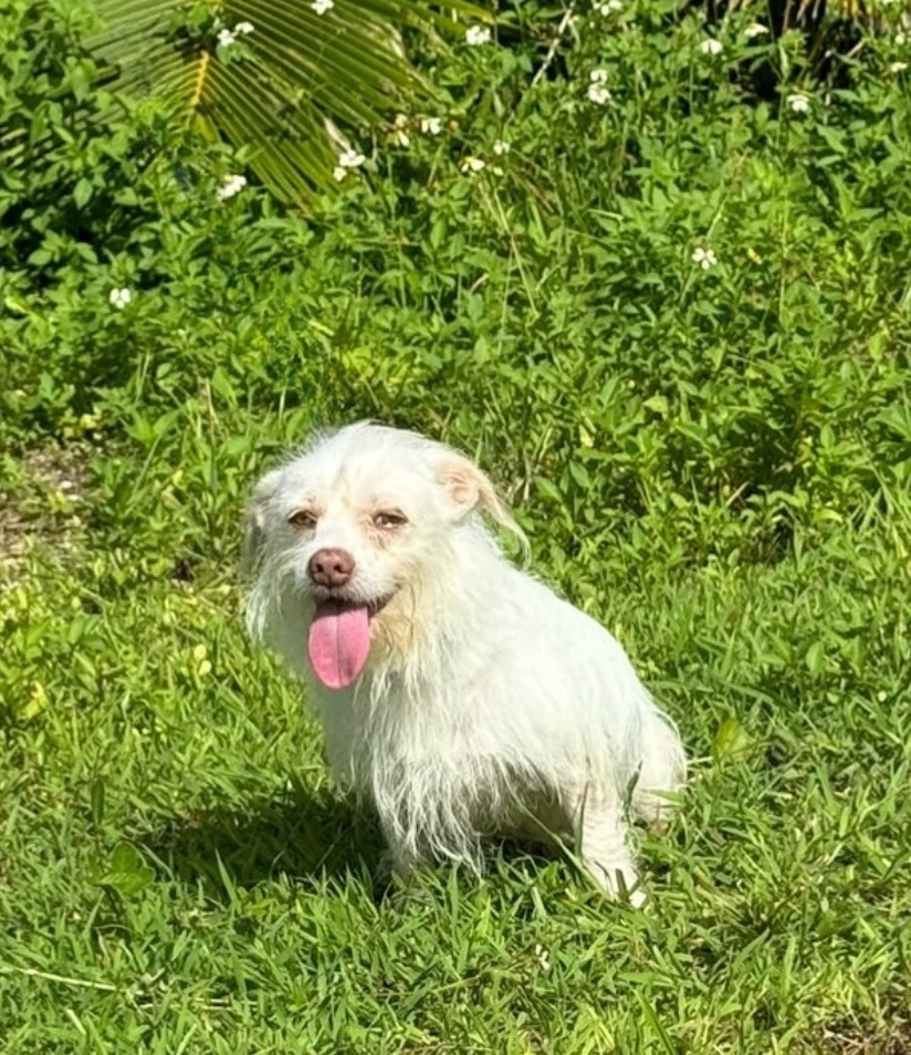 Casper, an adoptable Affenpinscher in Mangilao, GU, 96923 | Photo Image 3