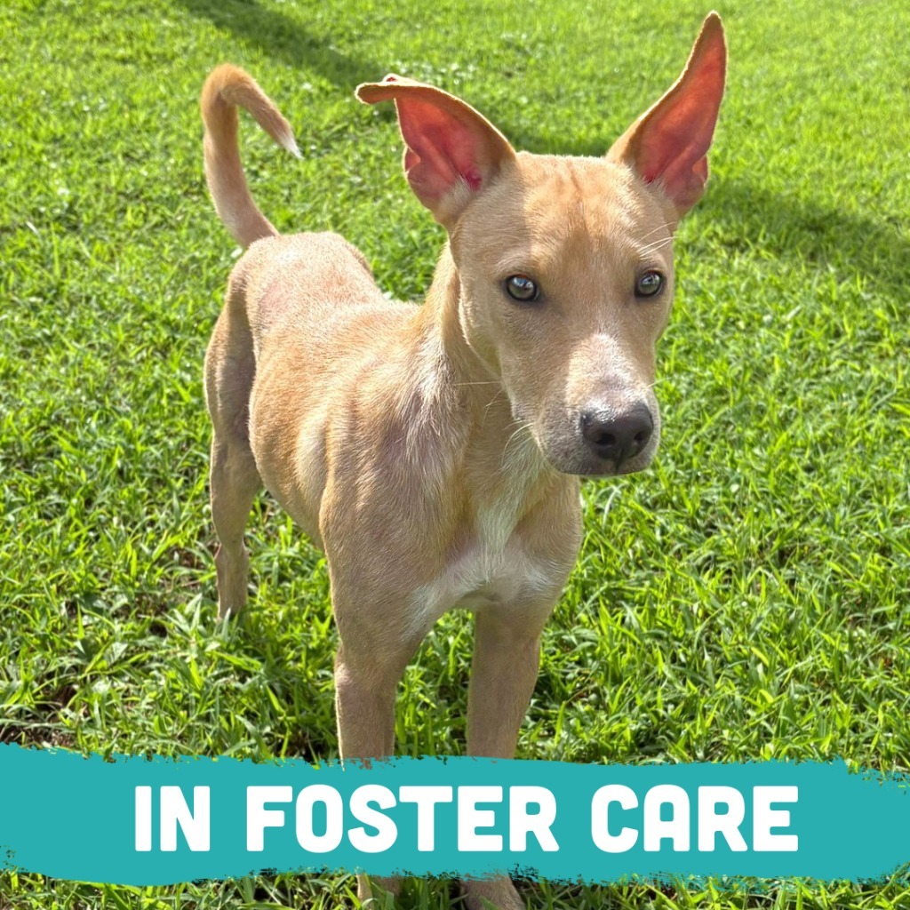 Scooby, an adoptable Affenpinscher in Mangilao, GU, 96923 | Photo Image 1