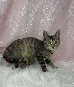 Cat available for adoption - (706) 839-0195