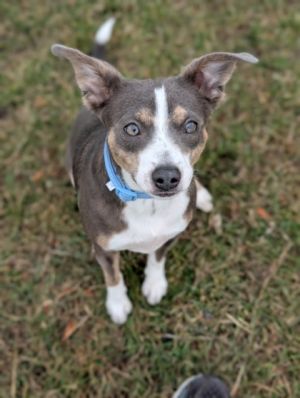 Dog available for adoption - (509) 457-6854