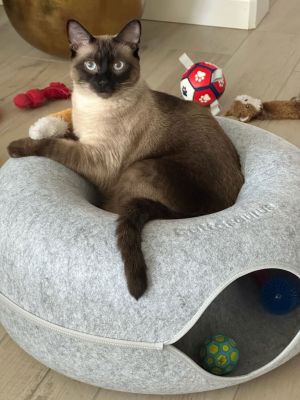 Cat available for adoption - None