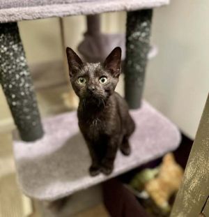 Cat available for adoption - (910) 707-4372