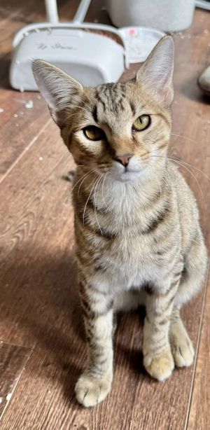 Cat available for adoption - (910) 707-4372