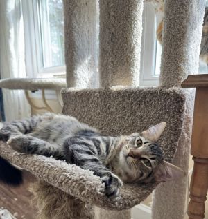 Cat available for adoption - (910) 707-4372