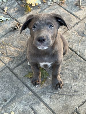 Dog available for adoption - None