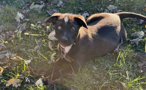 Dog available for adoption - None