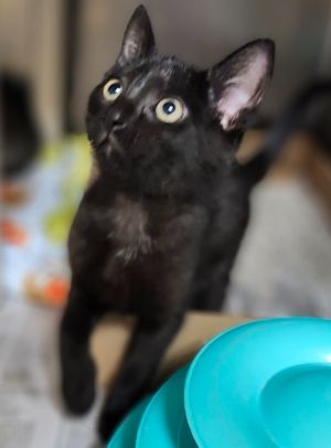 Cat available for adoption - (513) 871-7297