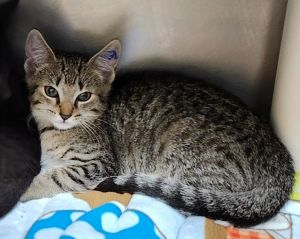 Cat available for adoption - (513) 871-7297