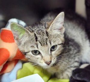 Cat available for adoption - (513) 871-7297