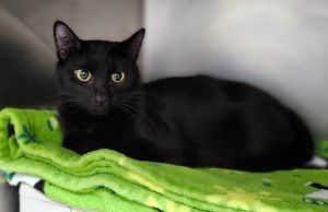 Cat available for adoption - (513) 871-7297