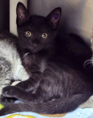 Cat available for adoption - (513) 871-7297