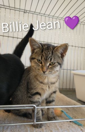 Cat available for adoption - (507) 942-7387