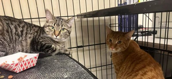 BOBBI SUE &amp; LOKI