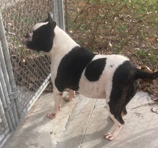 Tyson - Black &amp; White Dog - #3