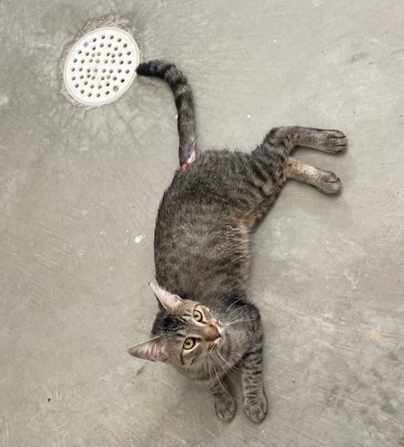 Waldo - Male Tabby with Tail Wound - #19