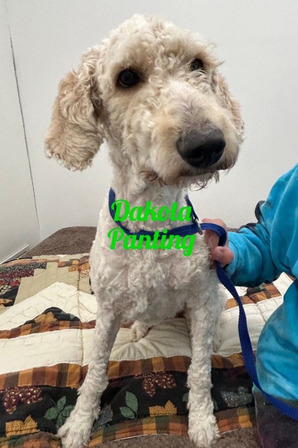 Dakota Panting