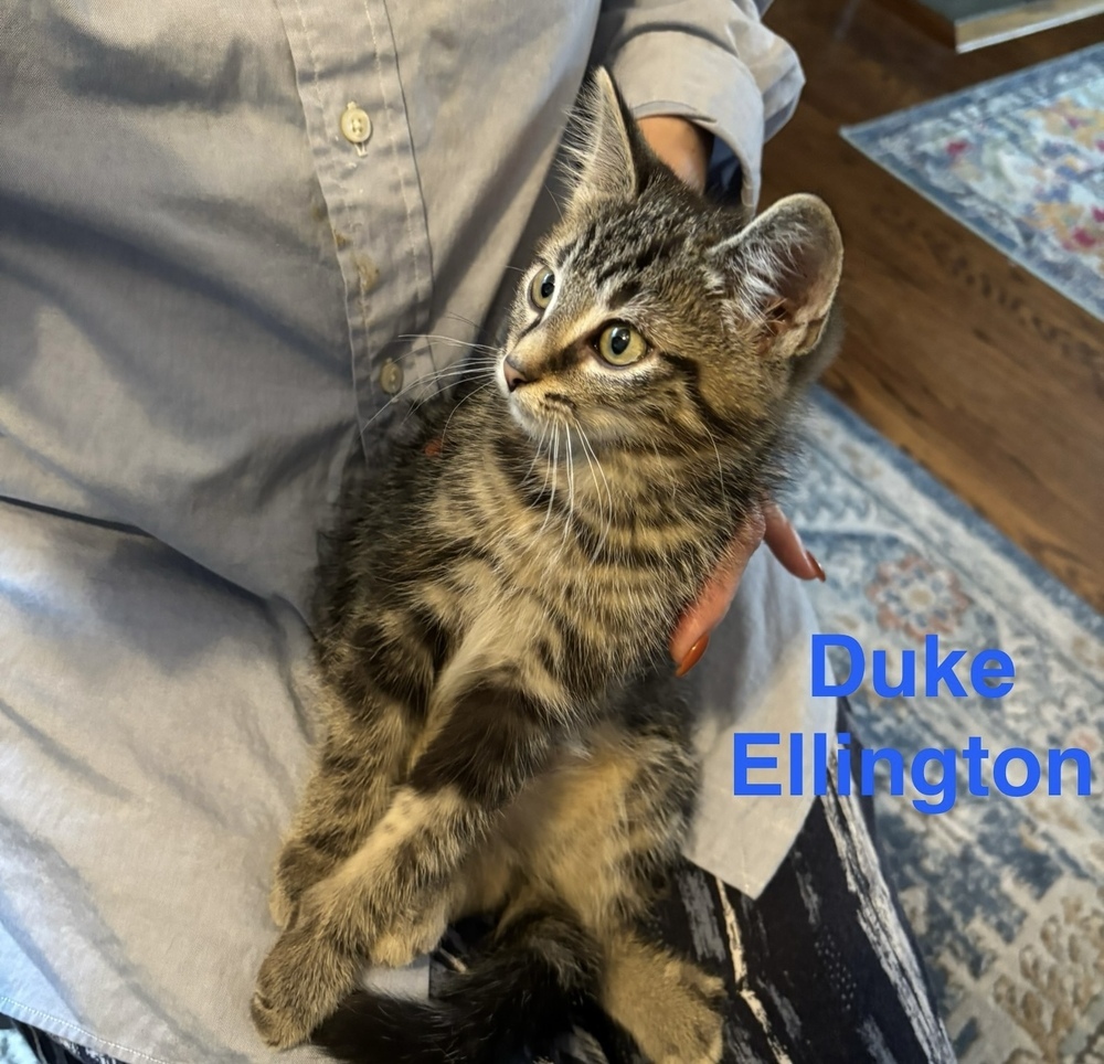 Duke