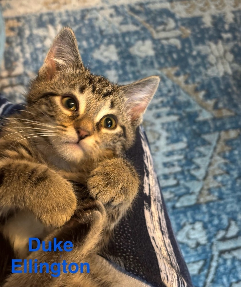 Duke