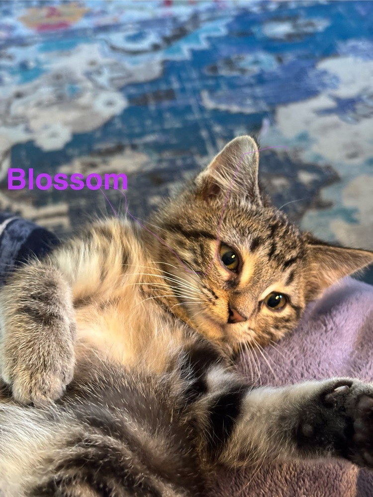 Blossom