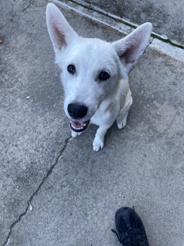 Splash Available 11/6