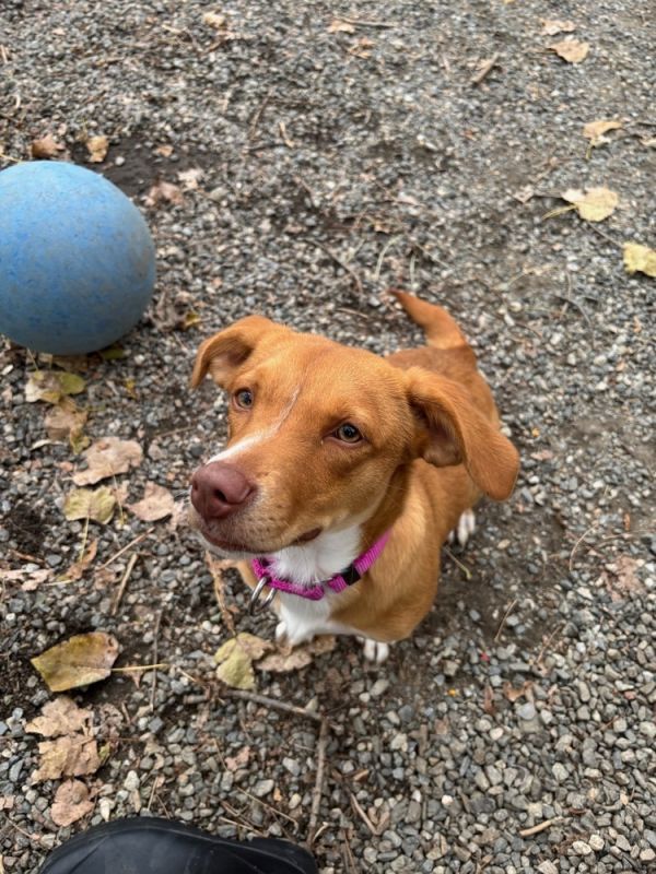 Peewee Available 11/6