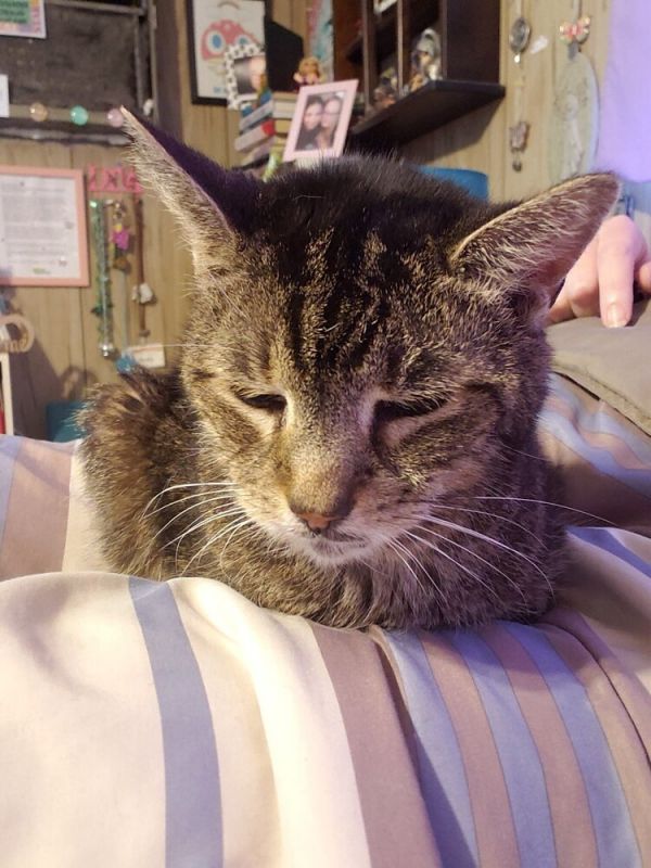 Snickers Farmingdale