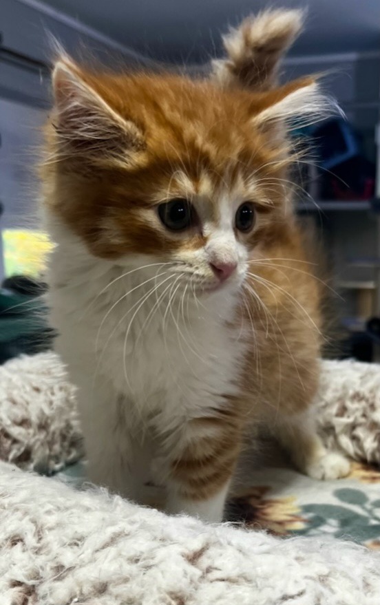 Hey Jude * IN FOSTER*